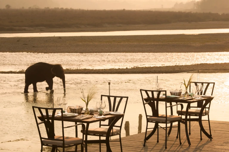 Dining in the Jungle