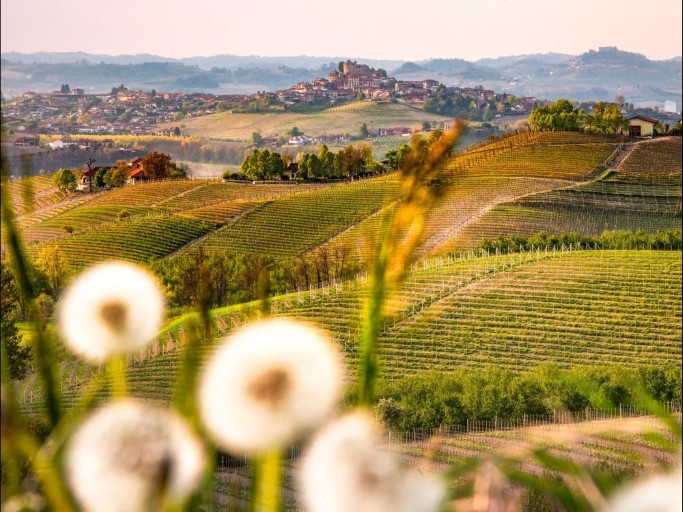 Vinmarker i Piemonte i Italien