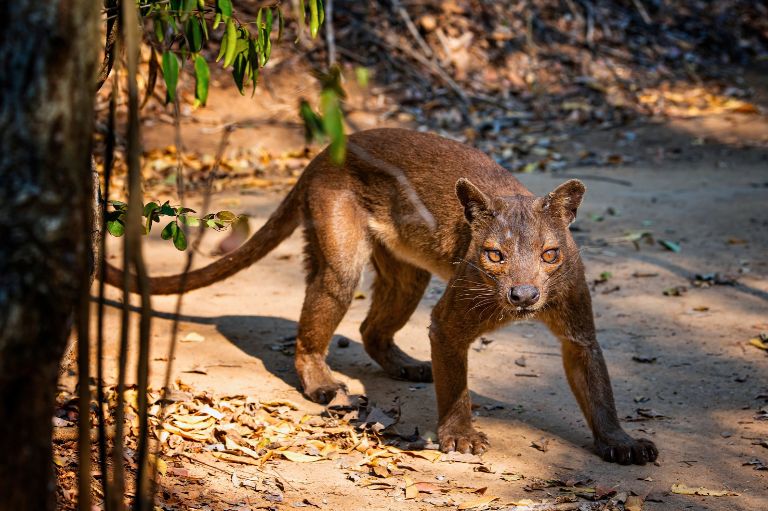 Fossa, et rovdyr på Madagaskar