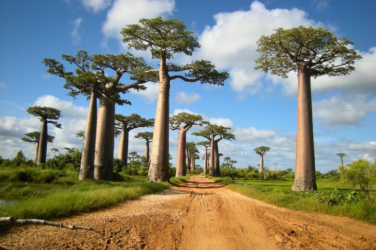 Baobabtræer på Madagaskar