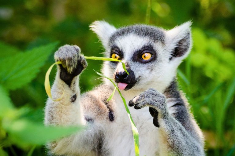 Hvid/grå lemur på Madagaskar