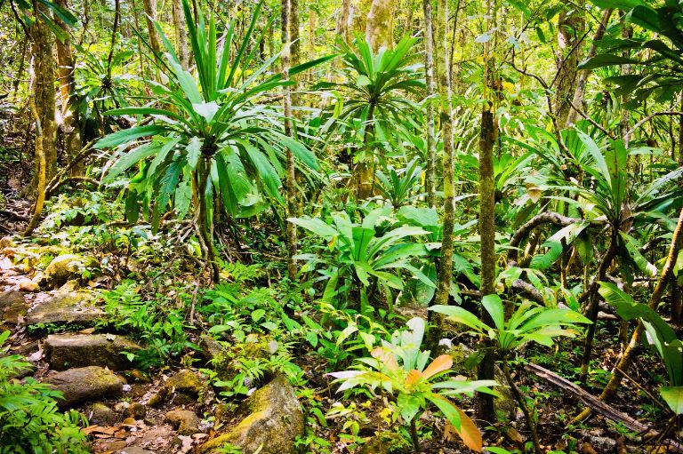 Jungle på Madagaskar