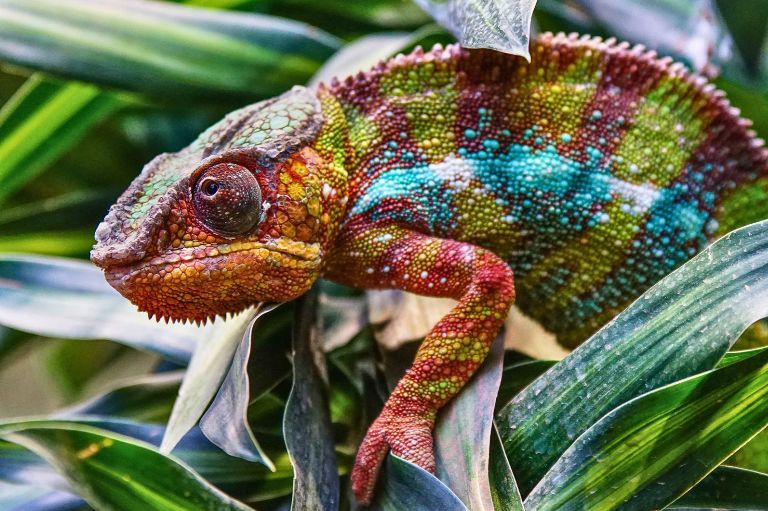 Kamelæon på Madagaskar