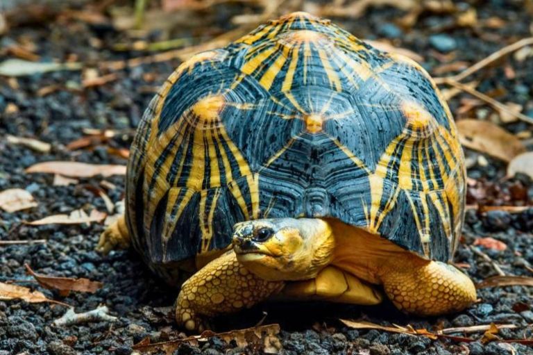 Skildpadde på Madagaskar
