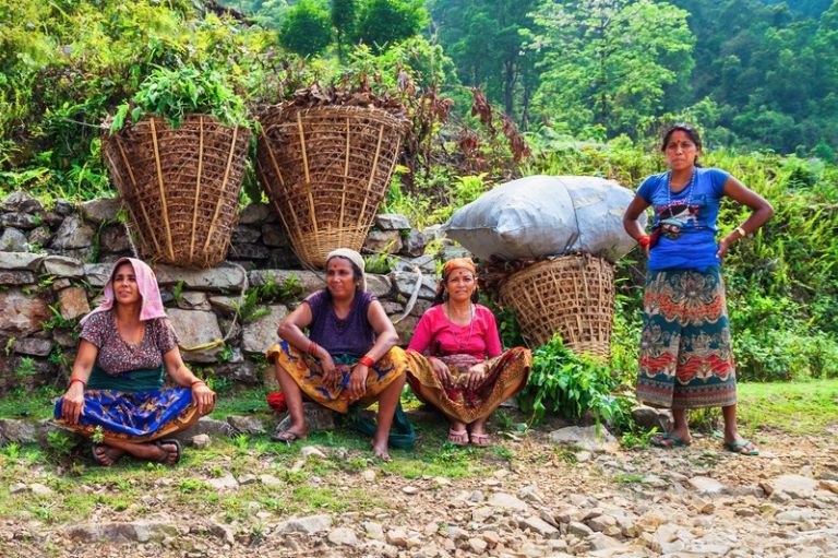 Kvinder, der arbejder i rismarker, Nepal
