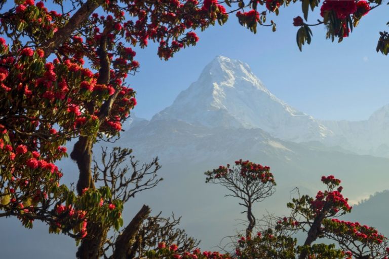 Blomstrende rhododendron i Nepal