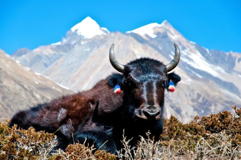 Yak okse i Nepal