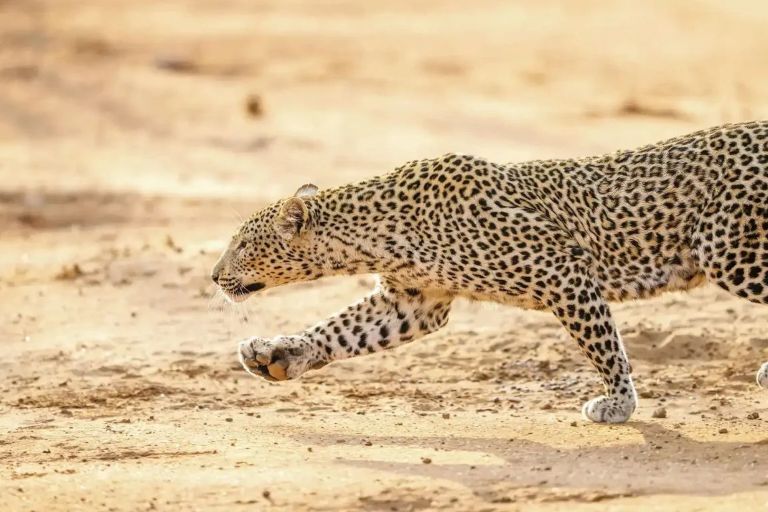 Leopard spottet på safari, Time + Tide Mchenja, Zambia, Afrika