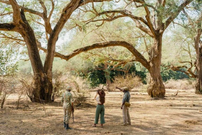 Safari til fods på Time + Tide Mchenja, Zambia, Afrika