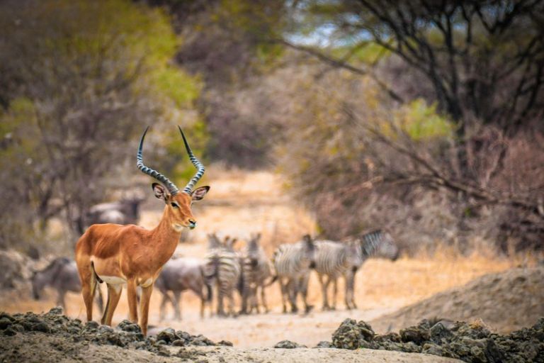 Safari i Zambia, Afrika
