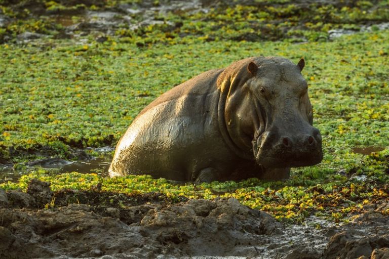 Oplev flodheste under safari i Zambia, Afrika
