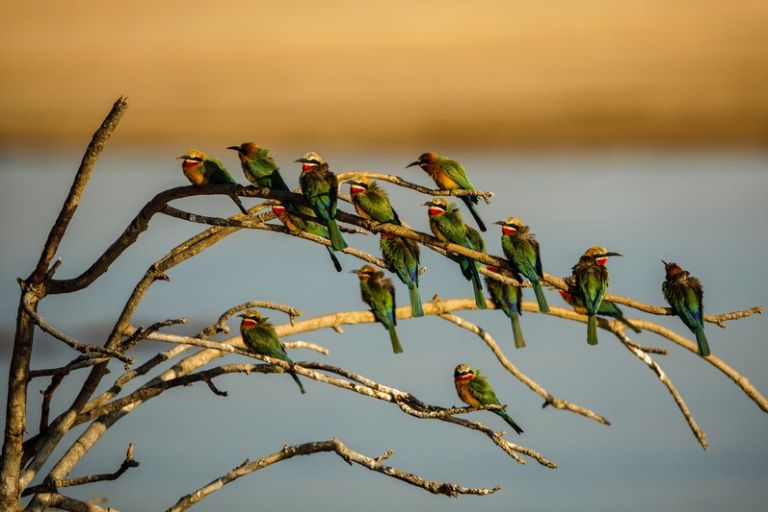 Oplev det rige fugleliv under safari i Zambia, Afrika