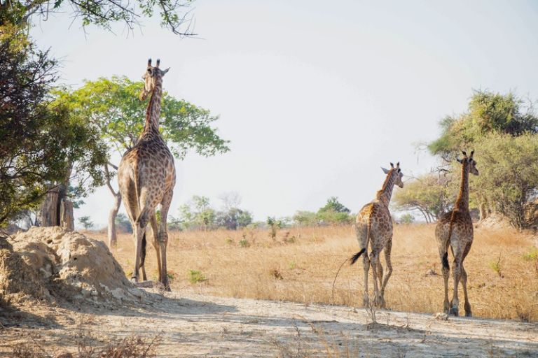 Oplev giraffer under safari i Zambia, Afrika Oplev giraffer under safari i Zambia, Afrika