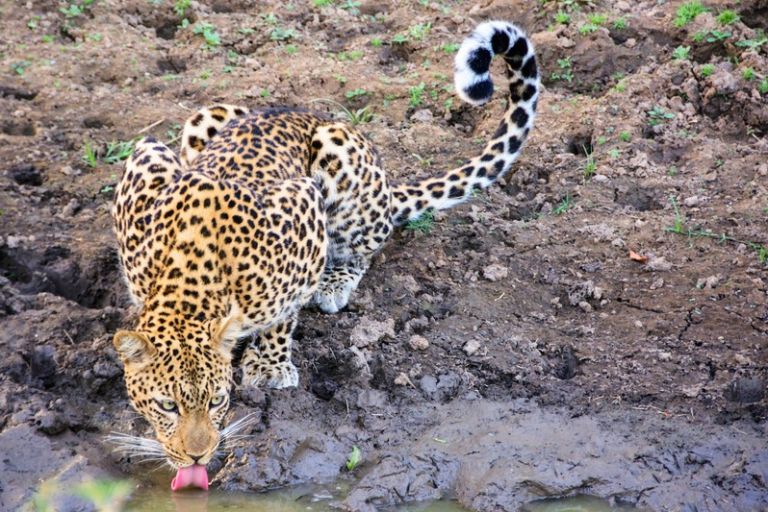 Oplev leoparder under safari i Zambia, Afrika