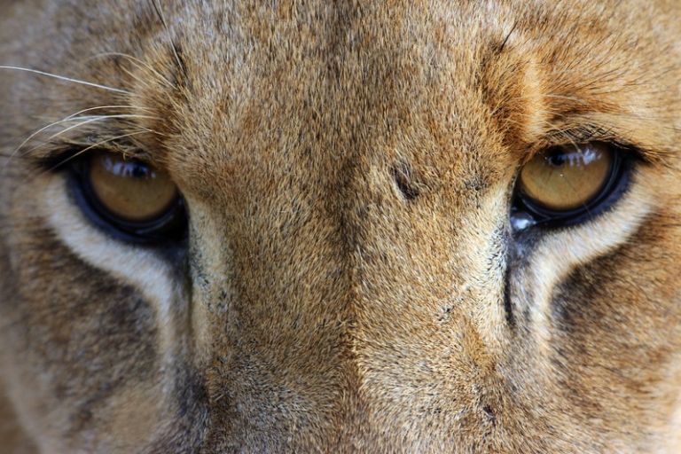 Oplev løver under safari i Zambia, Afrika