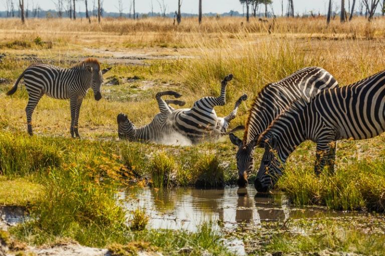 Oplev zebraer under safari i Zambia, Afrika